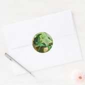Sticker Rond Feuille de raisin vert (Enveloppe)