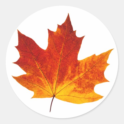Sticker Rond Feuille d'érable colorée (Devant)