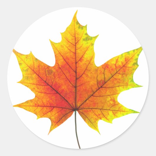 Sticker Rond Feuille d'érable multicolore (Devant)