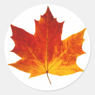 Sticker Rond Feuille d'érable rouge
