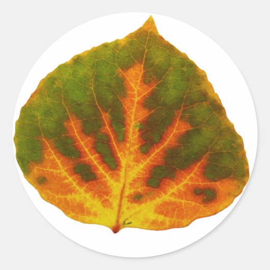Sticker Rond Feuille vert orange et jaune d'Aspen #1 (Devant)