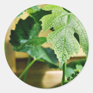 Sticker Rond Feuille verte de raisin