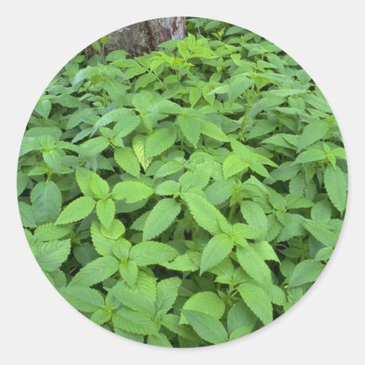 Sticker Rond feuilles Abstraits de menthe sauvage (Devant)