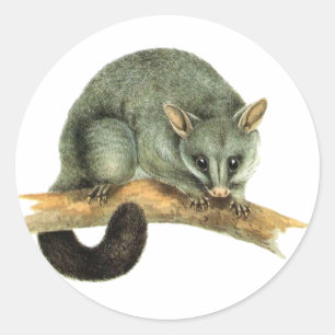 Sticker Rond Feuilles d'autocollant - opossum cooroy
