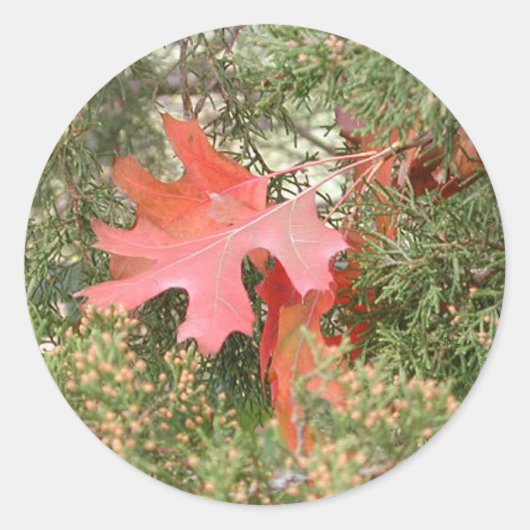 Sticker Rond Feuilles d'automne (Devant)