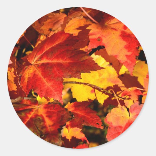 Sticker Rond Feuilles d'automne colorées, feuille d'érable roug (Devant)