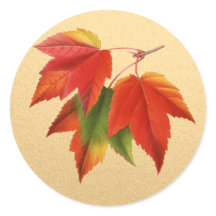 Feuilles d'automne Couleurs d'automne Feuille d'ér