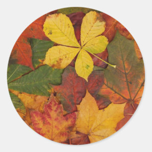 Sticker Rond Feuilles d'automne, Feuilles colorés, Feuilles, Fe