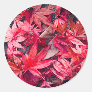 Sticker Rond Feuilles d'automne rouges