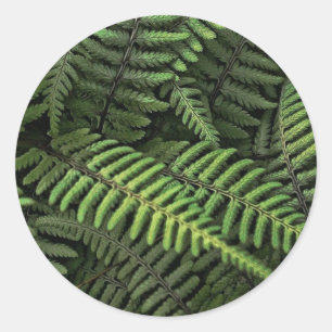 Sticker Rond Feuilles de fougère verte