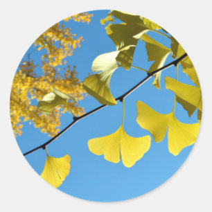 Sticker Rond Feuilles de Ginkgo en Automne