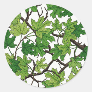 Sticker Rond Feuilles d'érable sur fond blanc