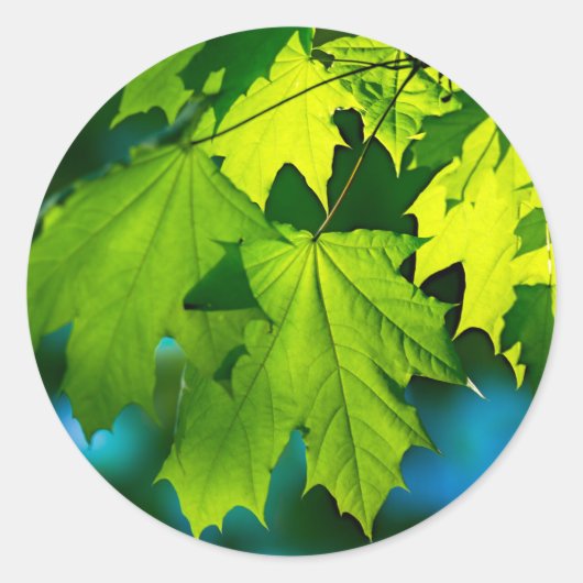 Sticker Rond Feuilles d'érable vert frais (Devant)