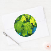 Sticker Rond Feuilles d'érable vert frais (Enveloppe)