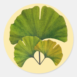 Sticker Rond Feuilles Ginkgo