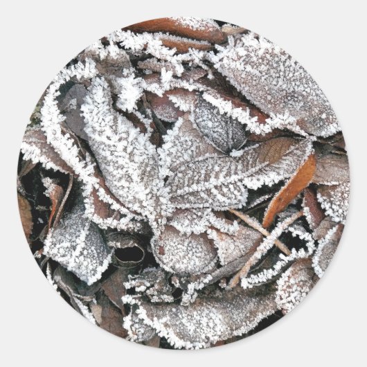 STICKER ROND FEUILLES HIVER (Devant)