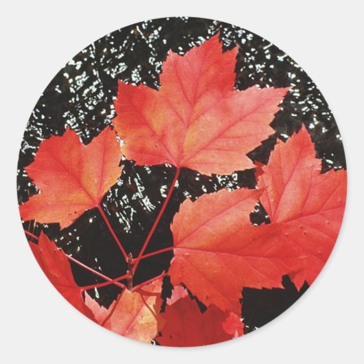 Sticker Rond Feuilles Red Maple (Devant)