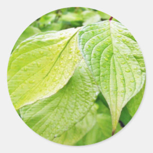 Sticker Rond Feuilles verts dans l'arbre