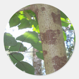 Sticker Rond feuilles verts et tronc d'arbre avec écorce cool