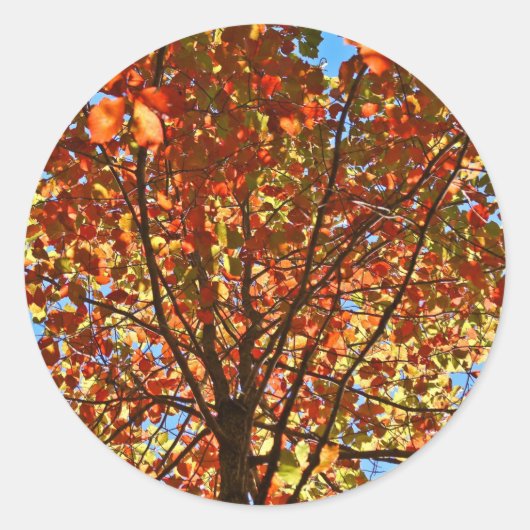 Sticker Rond Feux d'artifice d'automne (Devant)