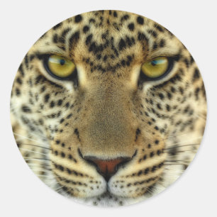 Sticker Rond Fierce Leopard