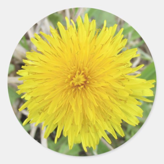 Sticker Rond Fière Dandelion Flower (Devant)
