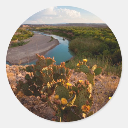 Sticker Rond Figue de Barbarie (Opuntia Sp.) (Devant)