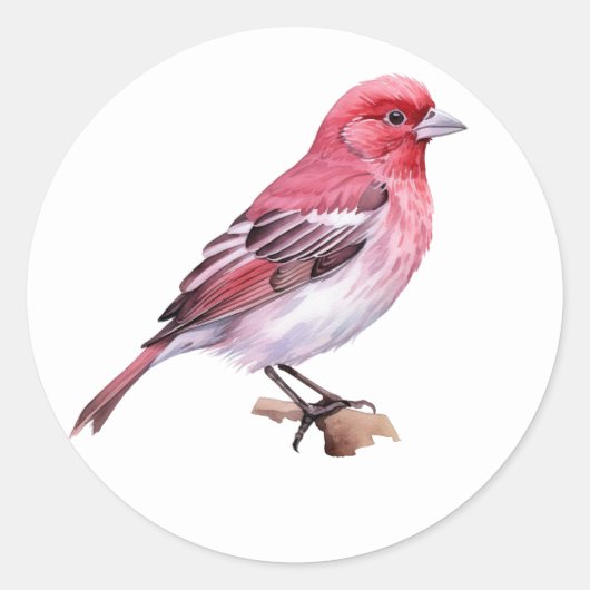 Sticker Rond Finch pourpre (Devant)