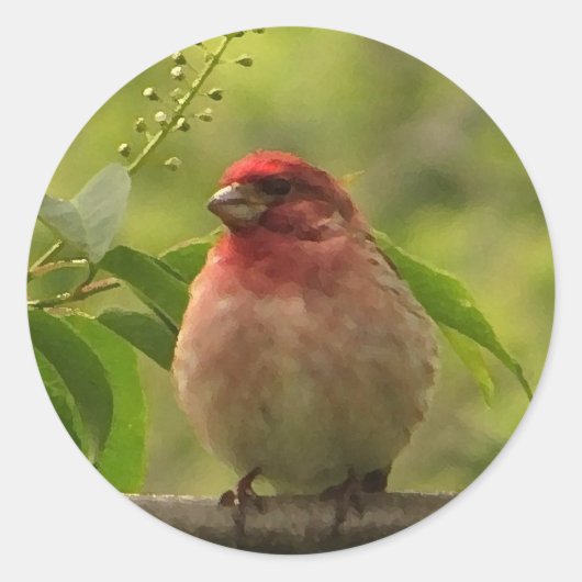 Sticker Rond Finch pourpre (Devant)