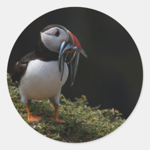 Sticker Rond Fisher Puffin