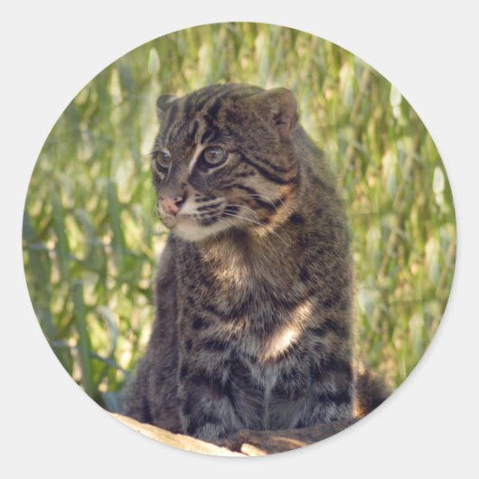 Sticker Rond FishingCat007 (Devant)