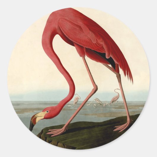 Sticker Rond Flamant rose américain d'Audubon (Devant)