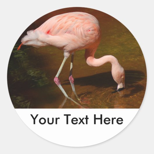 Sticker Rond Flamant rose chilien faune (Devant)