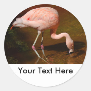 Sticker Rond Flamant rose chilien faune