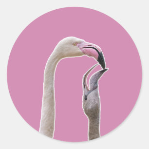 Sticker Rond Flamant rose Mère Et Bébé