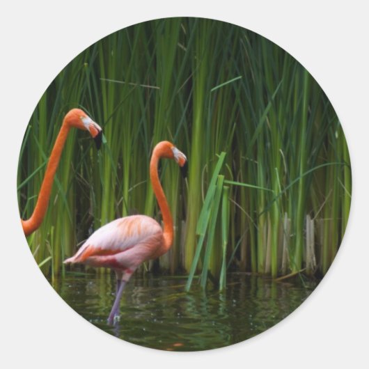 STICKER ROND FLAMANT ROSE ROSE (Devant)