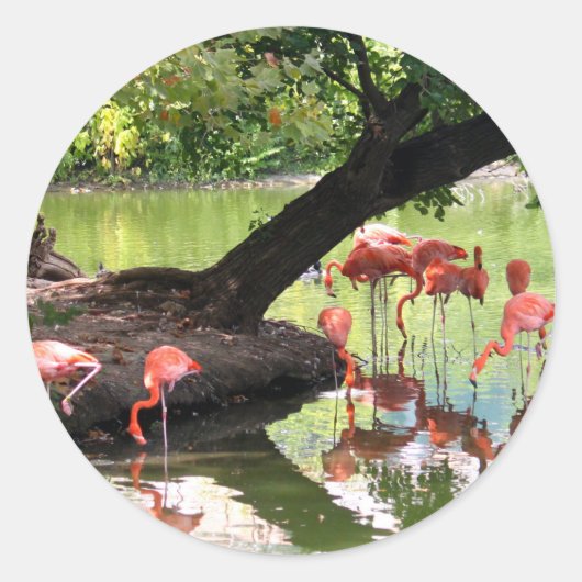Sticker Rond Flamant rose rose - photo de la faune (Devant)