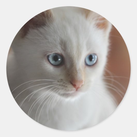 Sticker Rond Flame Point Blue Eyes (Devant)