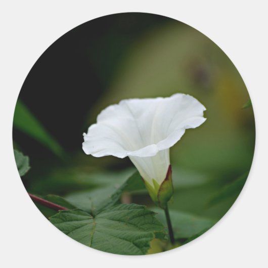 Sticker Rond Fleur blanche (Devant)