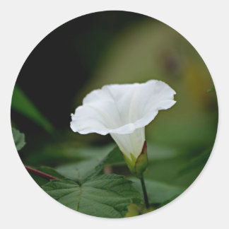 Sticker Rond Fleur blanche