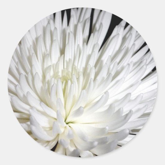 Sticker Rond Fleur blanche Chrysanthemum Fleur Fleurs Photo (Devant)