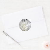 Sticker Rond Fleur blanche Chrysanthemum Fleur Fleurs Photo (Enveloppe)