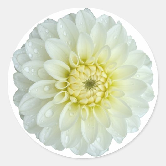 Sticker Rond Fleur blanche Dahlia (Devant)