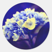 Sticker Rond Fleur Blue Hydrangea (Devant)