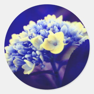 Sticker Rond Fleur Blue Hydrangea