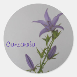 Sticker Rond Fleur Campanula