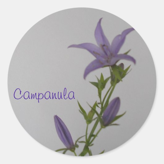 Sticker Rond Fleur Campanula (Devant)