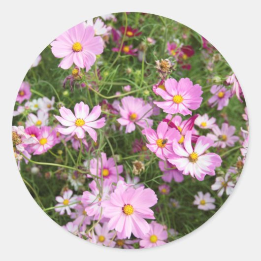 Sticker Rond Fleur Cosmos (Bidens Formosa). Kirkwood (Devant)
