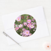 Sticker Rond Fleur Cosmos (Bidens Formosa). Kirkwood (Enveloppe)