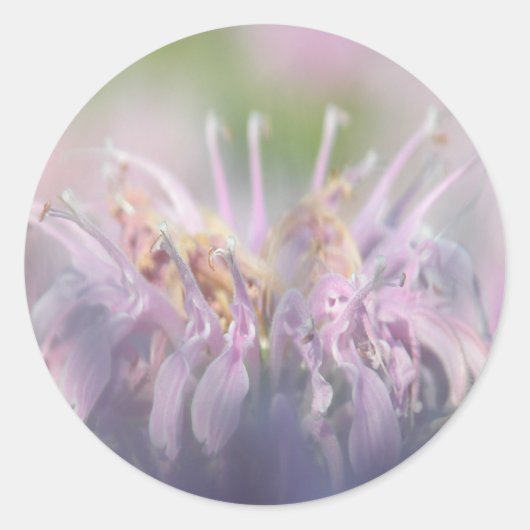 Sticker Rond Fleur d'abebalme sauvage (Devant)